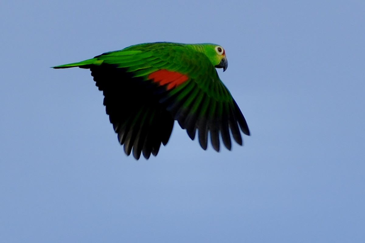 Red-lored Parrot - ML618846678