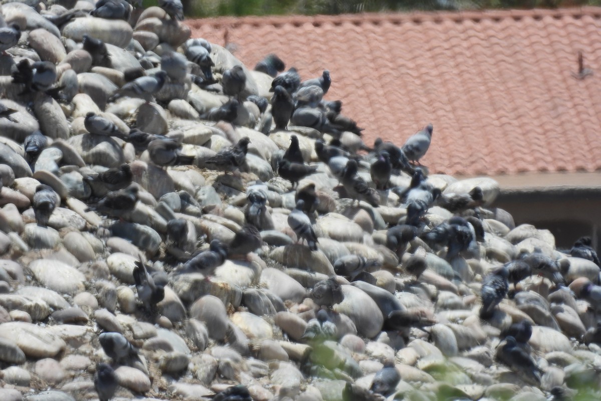 Rock Pigeon (Feral Pigeon) - Julie Furgason