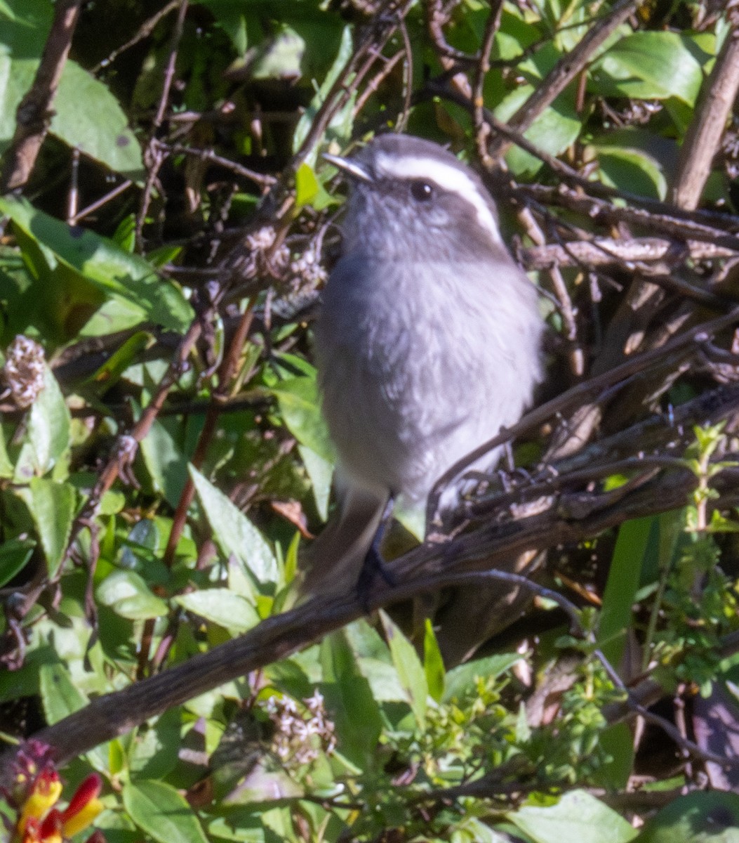 White-browed Chat-Tyrant - ML618846729