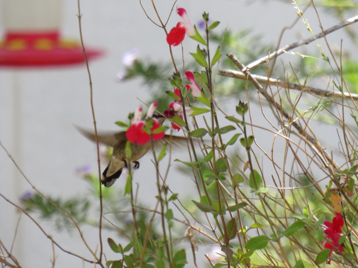 Anna's Hummingbird - ML618846762