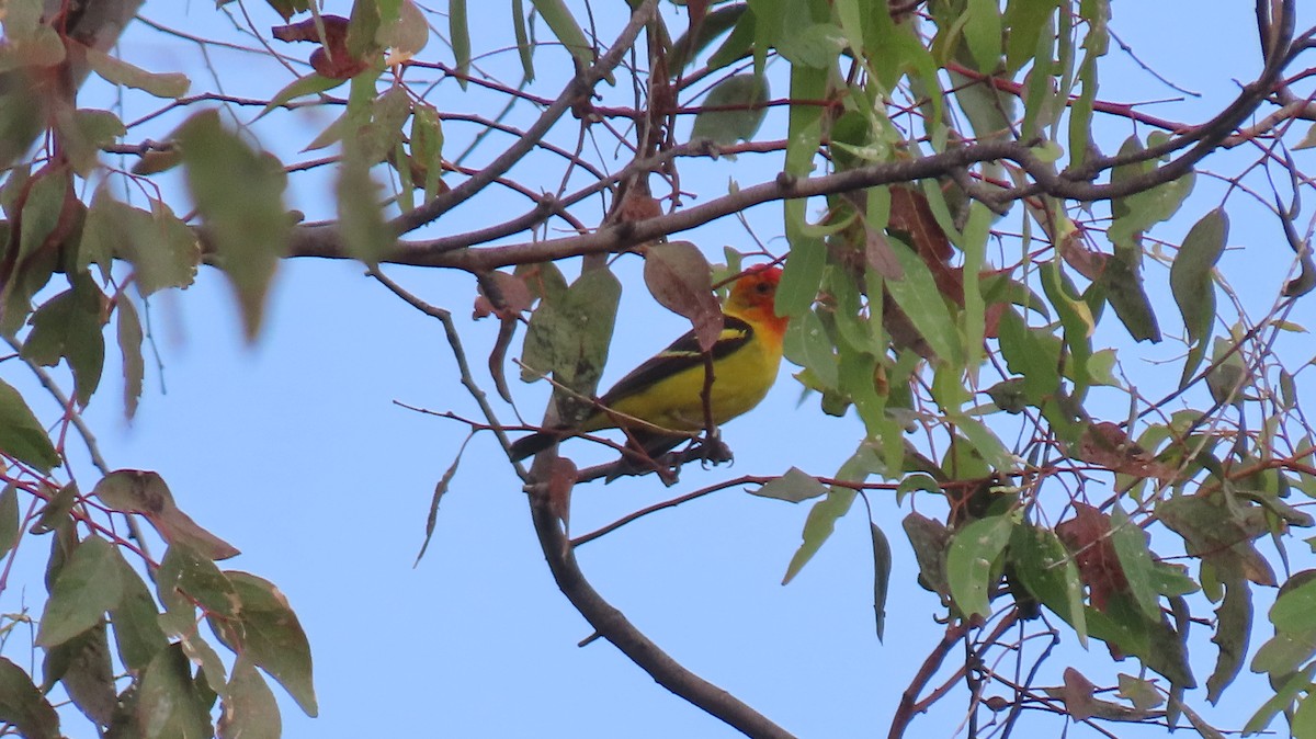 Western Tanager - ML618846763