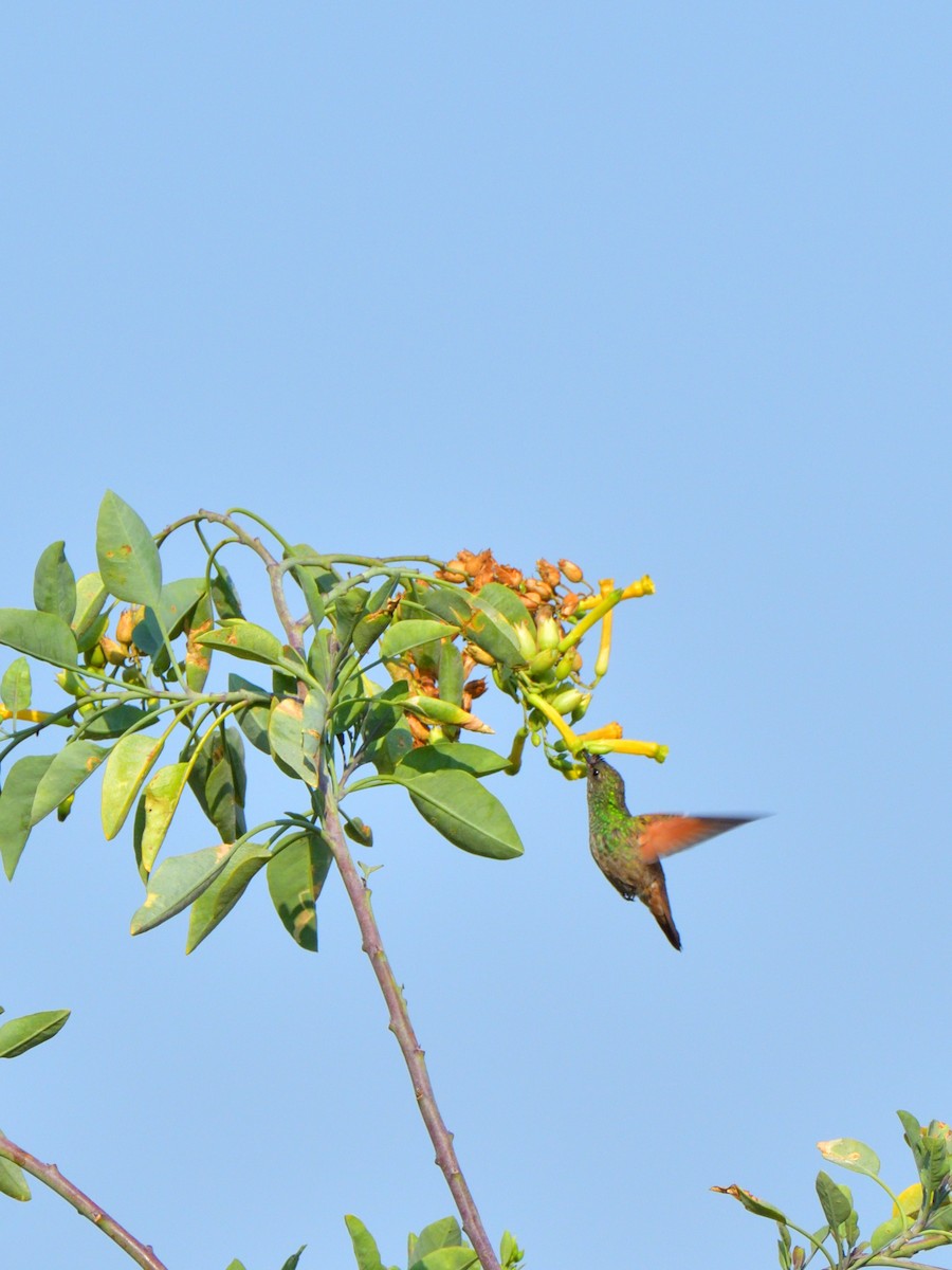 kolibřík mexický (ssp. beryllina/viola) - ML618846768