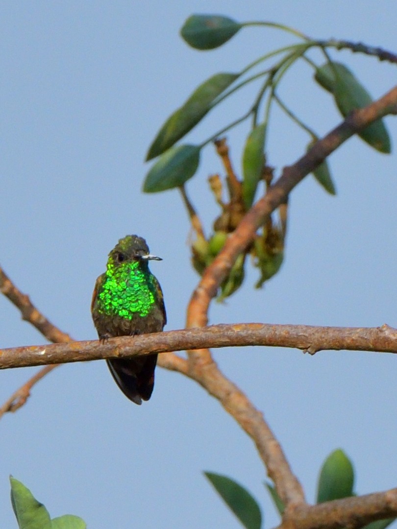 Berylline Hummingbird (Northern) - Isain Contreras