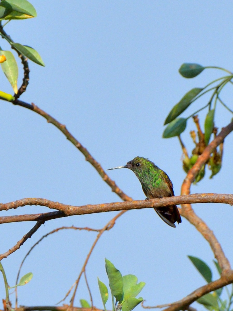 Berylline Hummingbird (Northern) - Isain Contreras