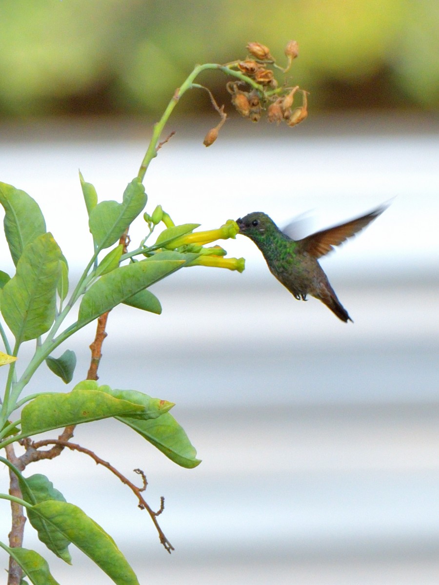 Berylline Hummingbird (Northern) - ML618846778