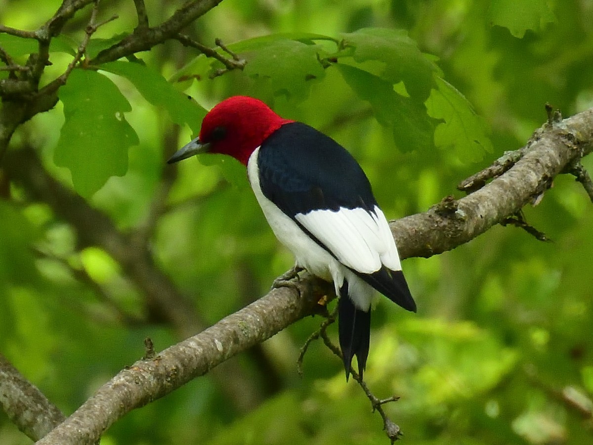Red-headed Woodpecker - ML618846796