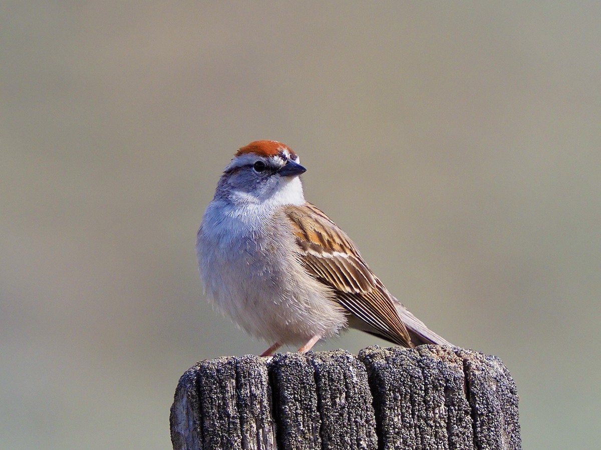 Chipping Sparrow - Kathy Green