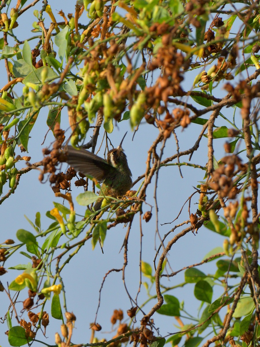 White-eared Hummingbird - ML618846837