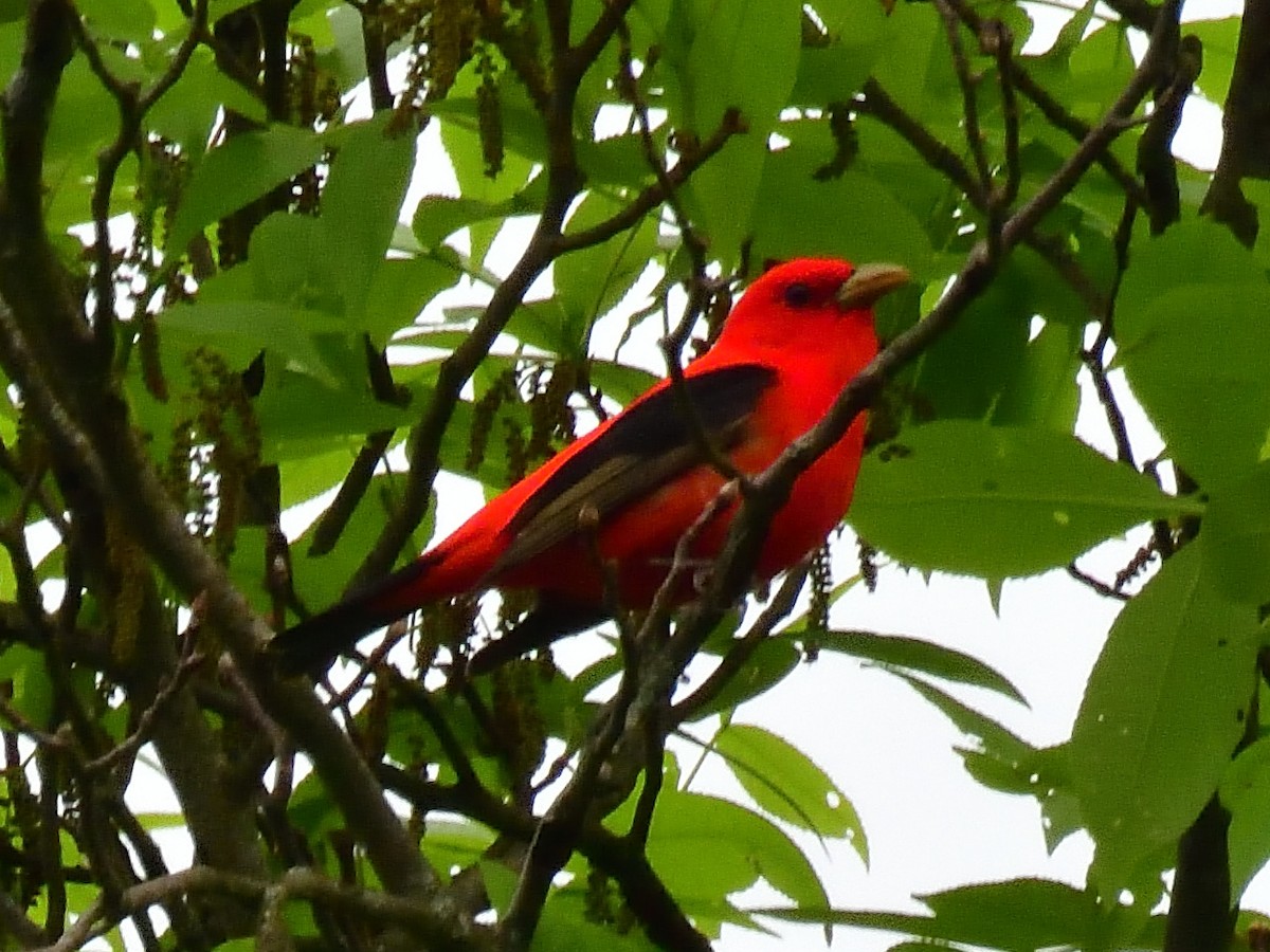 Scarlet Tanager - ML618846849