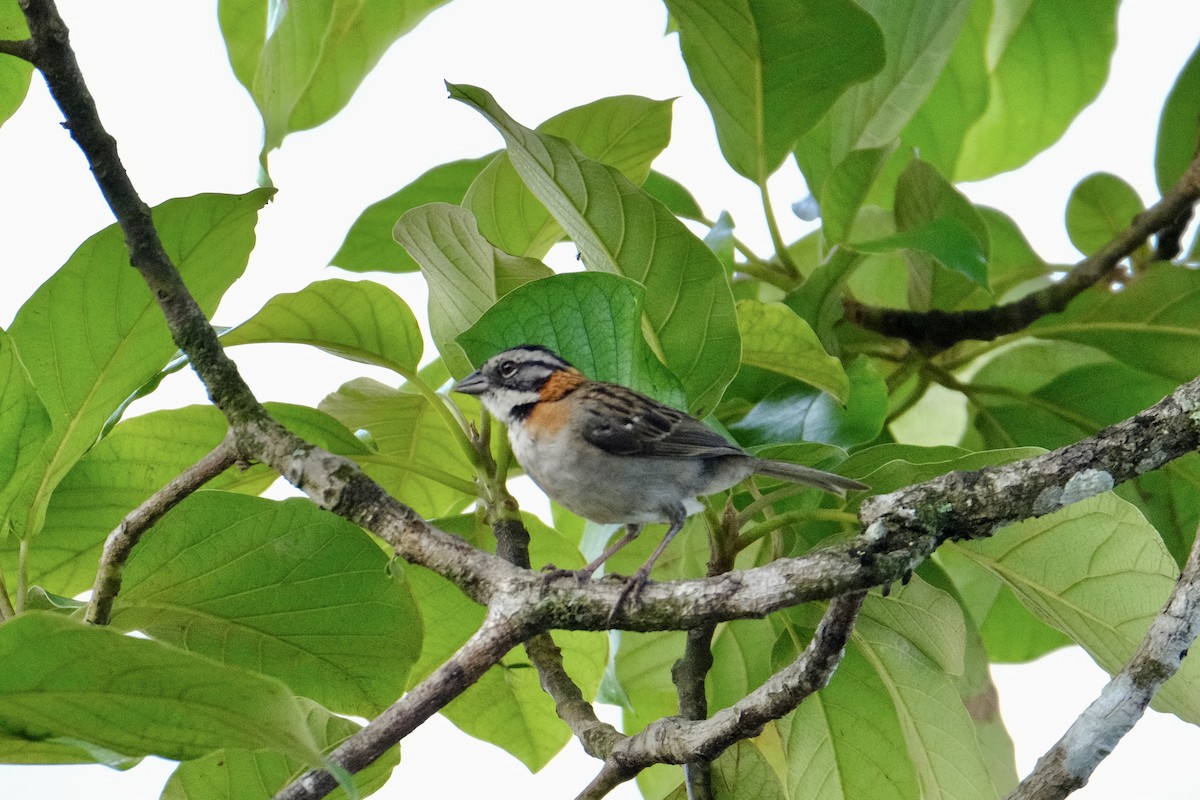 Rufous-collared Sparrow - ML618846876