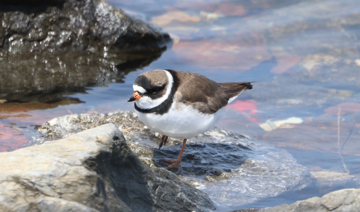 Semipalmated Plover - MA 2