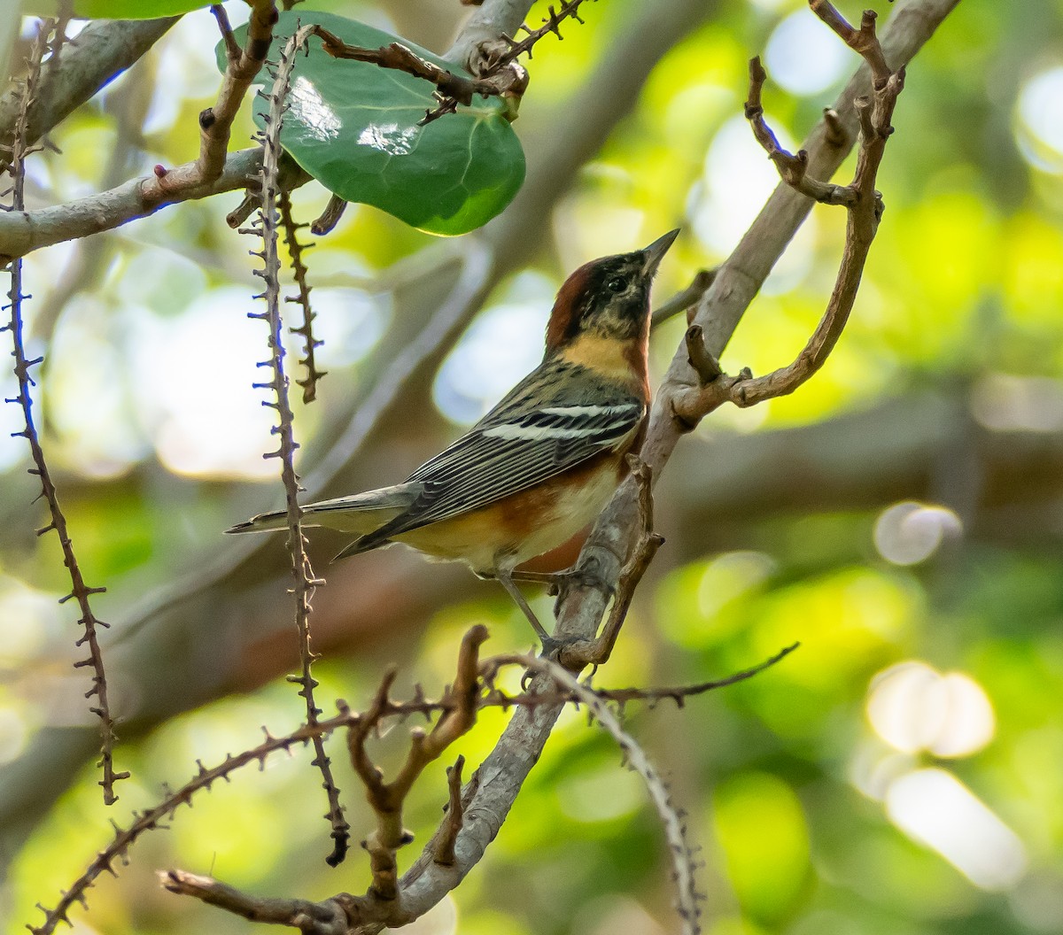 Bay-breasted Warbler - ML618846905