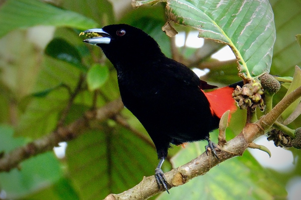 Scarlet-rumped Tanager - ML618846911