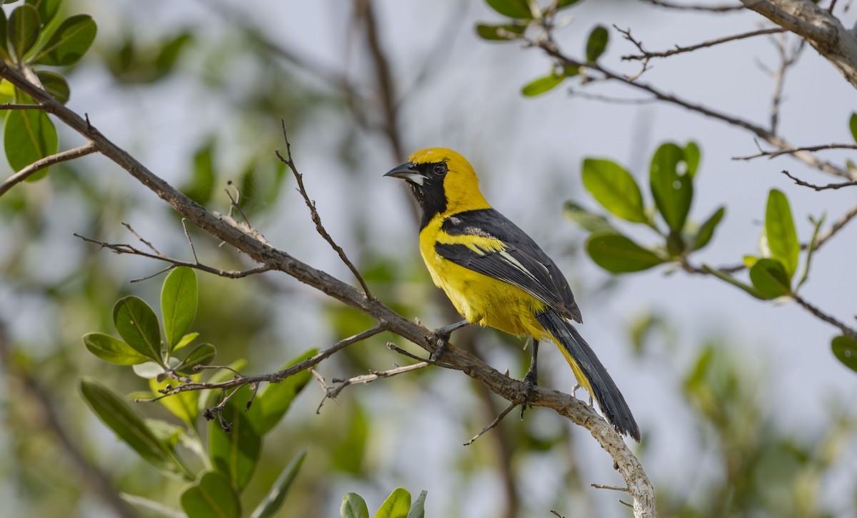 Yellow-tailed Oriole - ML618846914