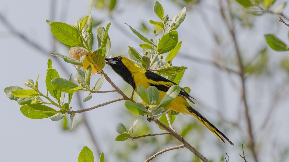 Yellow-tailed Oriole - ML618846920