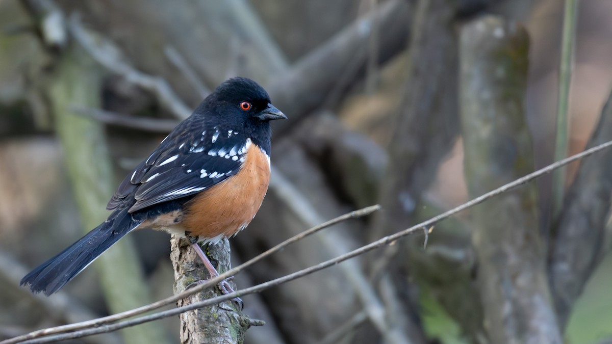Spotted Towhee - ML618846922