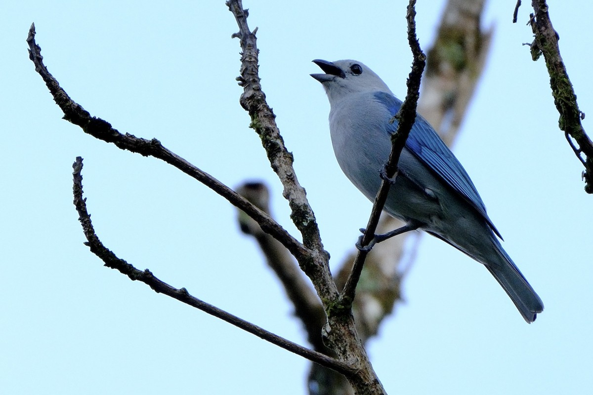Blue-gray Tanager - ML618846928