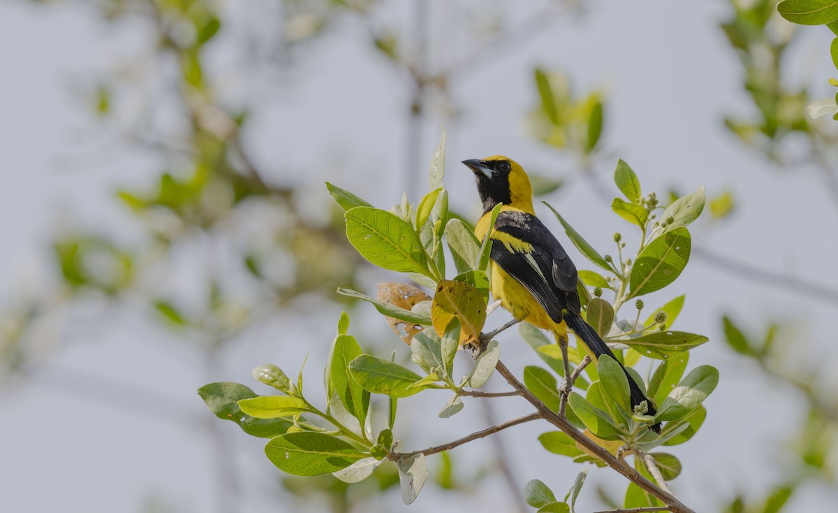 Yellow-tailed Oriole - ML618846943