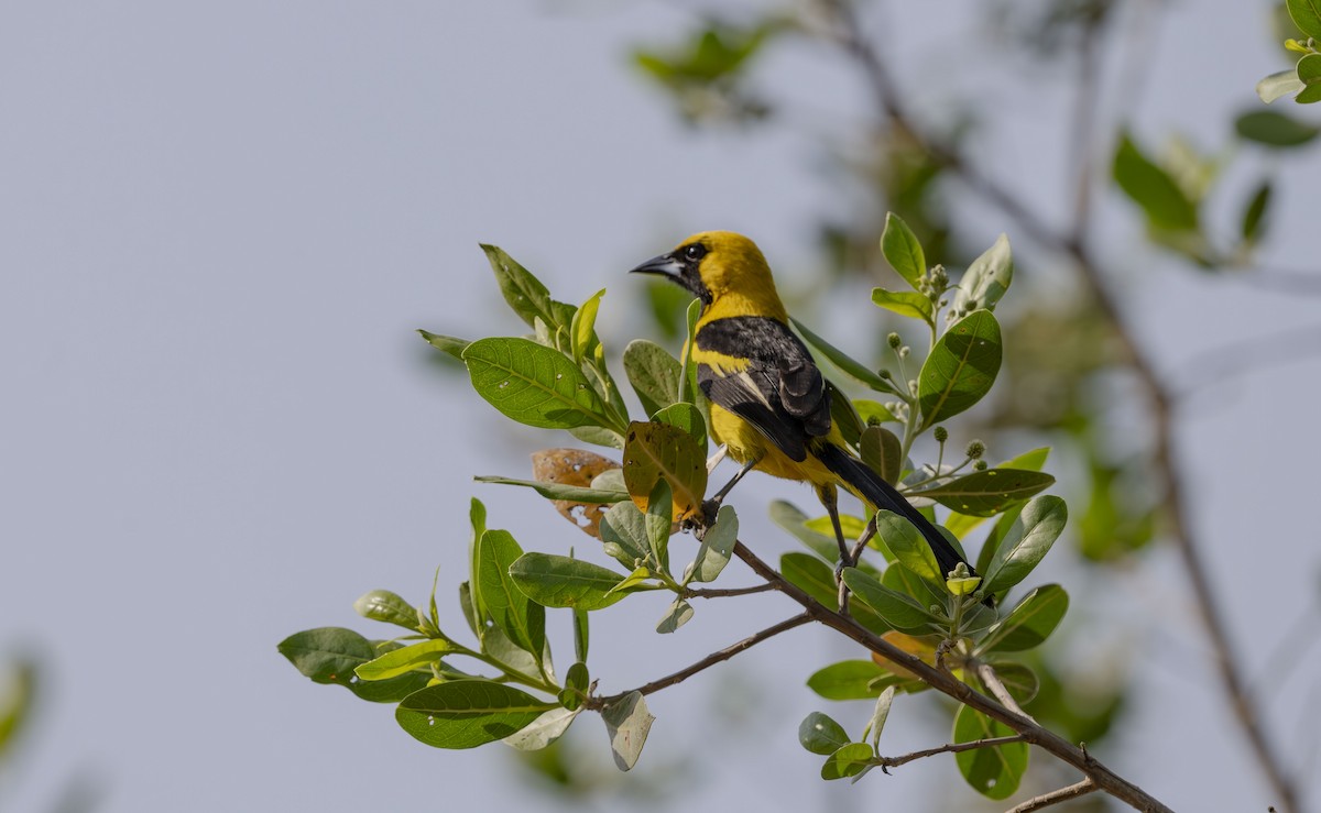 Yellow-tailed Oriole - ML618846949