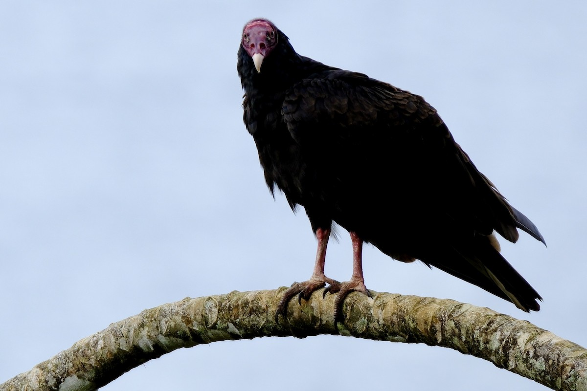 Turkey Vulture - ML618846998