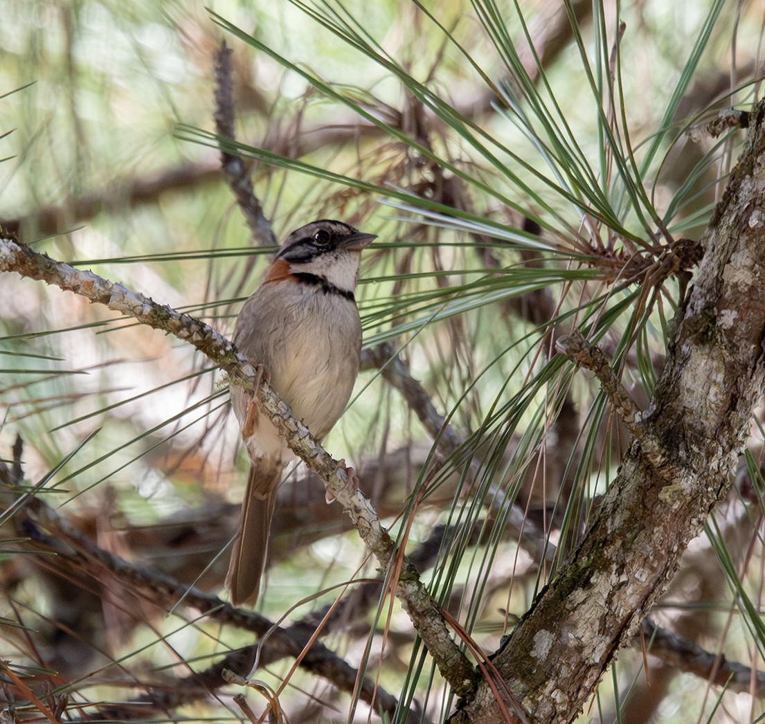 Rufous-collared Sparrow - Iván Mota
