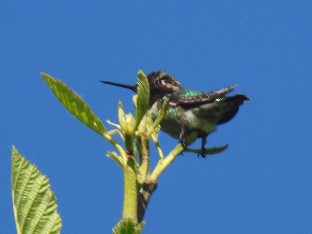 Anna's Hummingbird - ML618847001