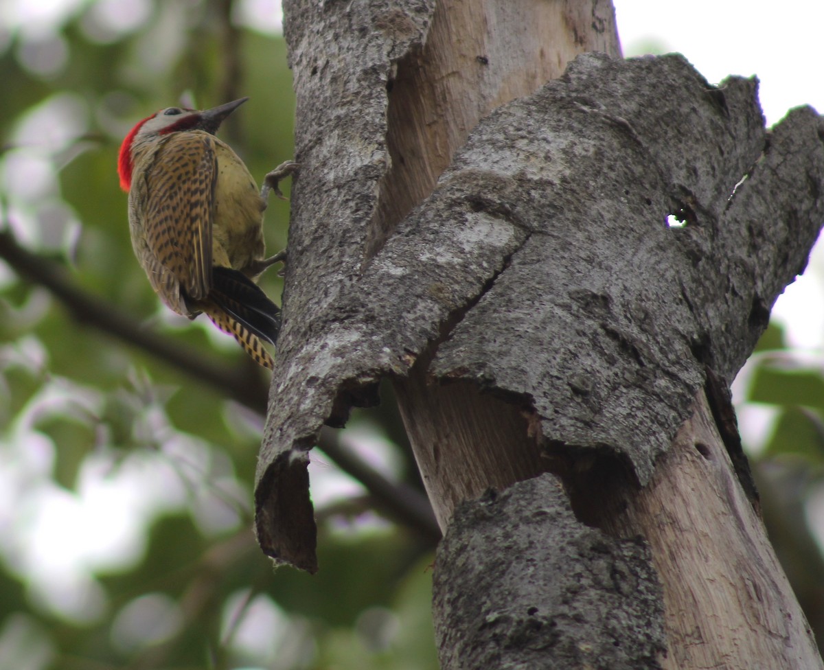 Spot-breasted Woodpecker - ML618847061