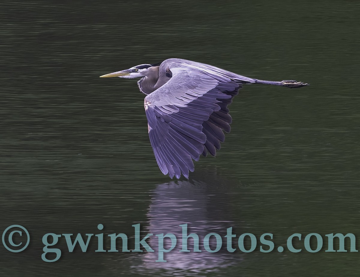 Great Blue Heron - Greg Winkelmann