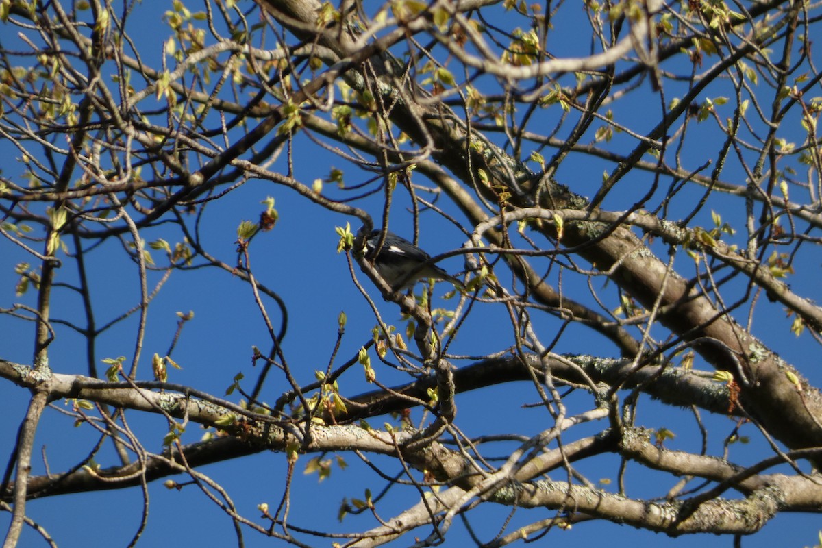 Black-throated Blue Warbler - Joseph Mahoney