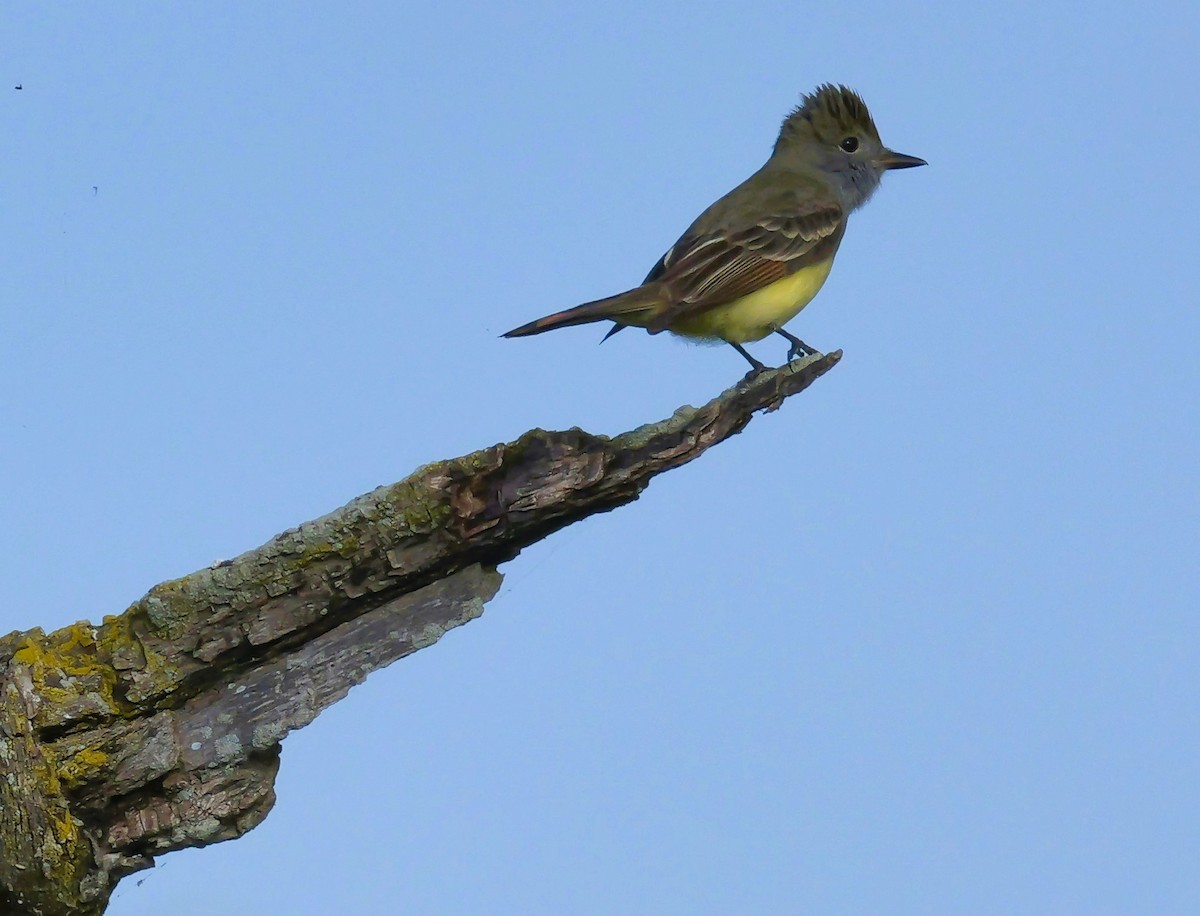 Great Crested Flycatcher - ML618847094