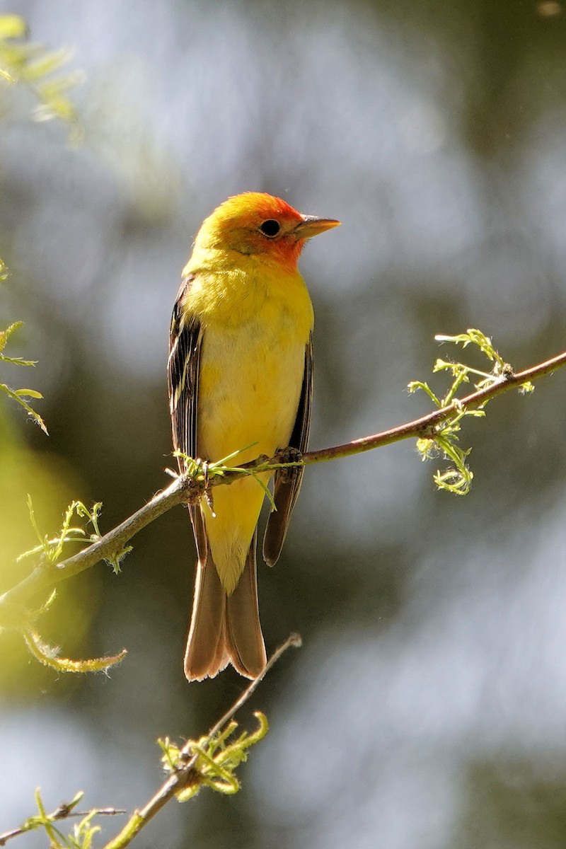 Western Tanager - ML618847110