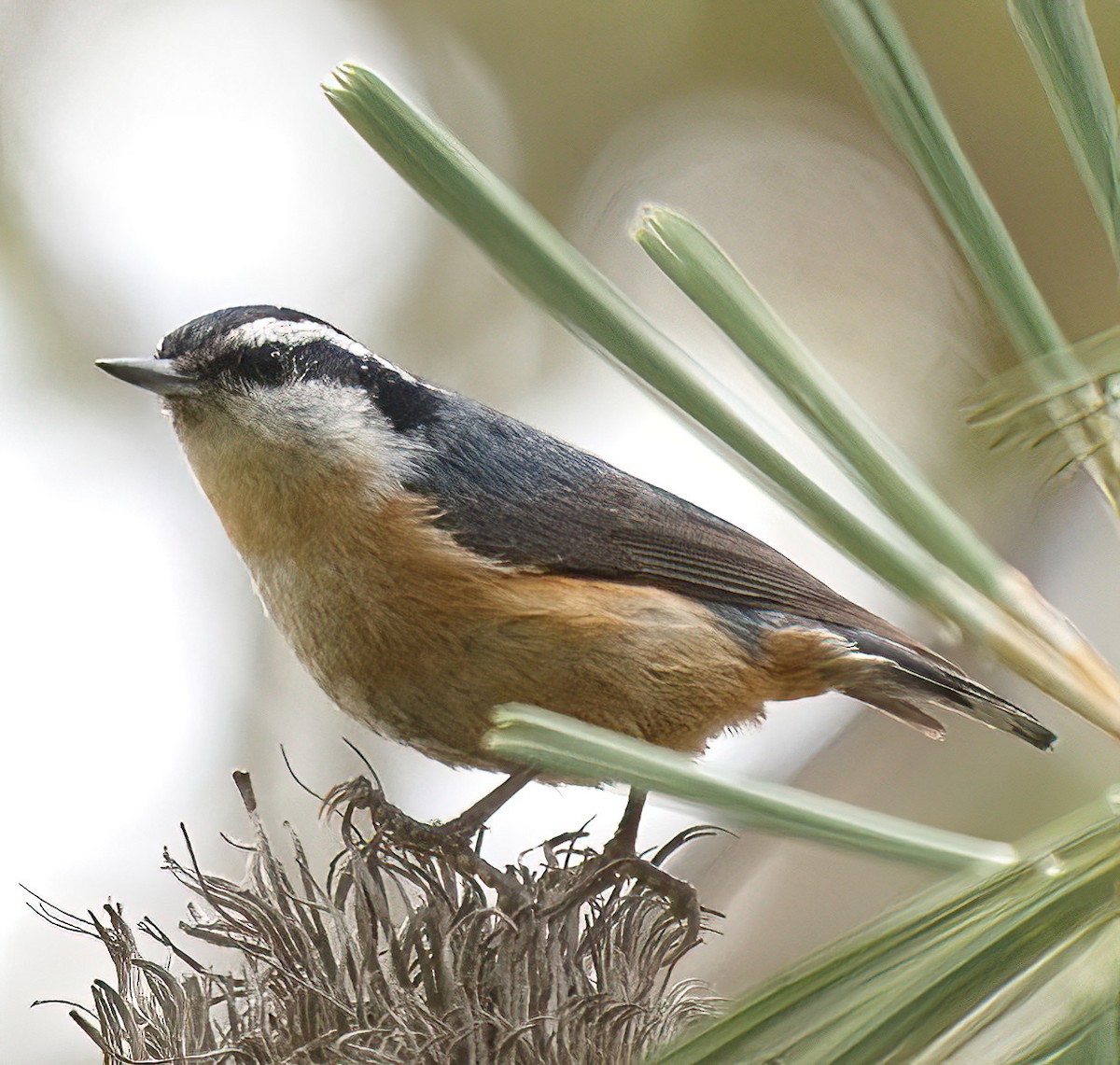 Red-breasted Nuthatch - ML618847119