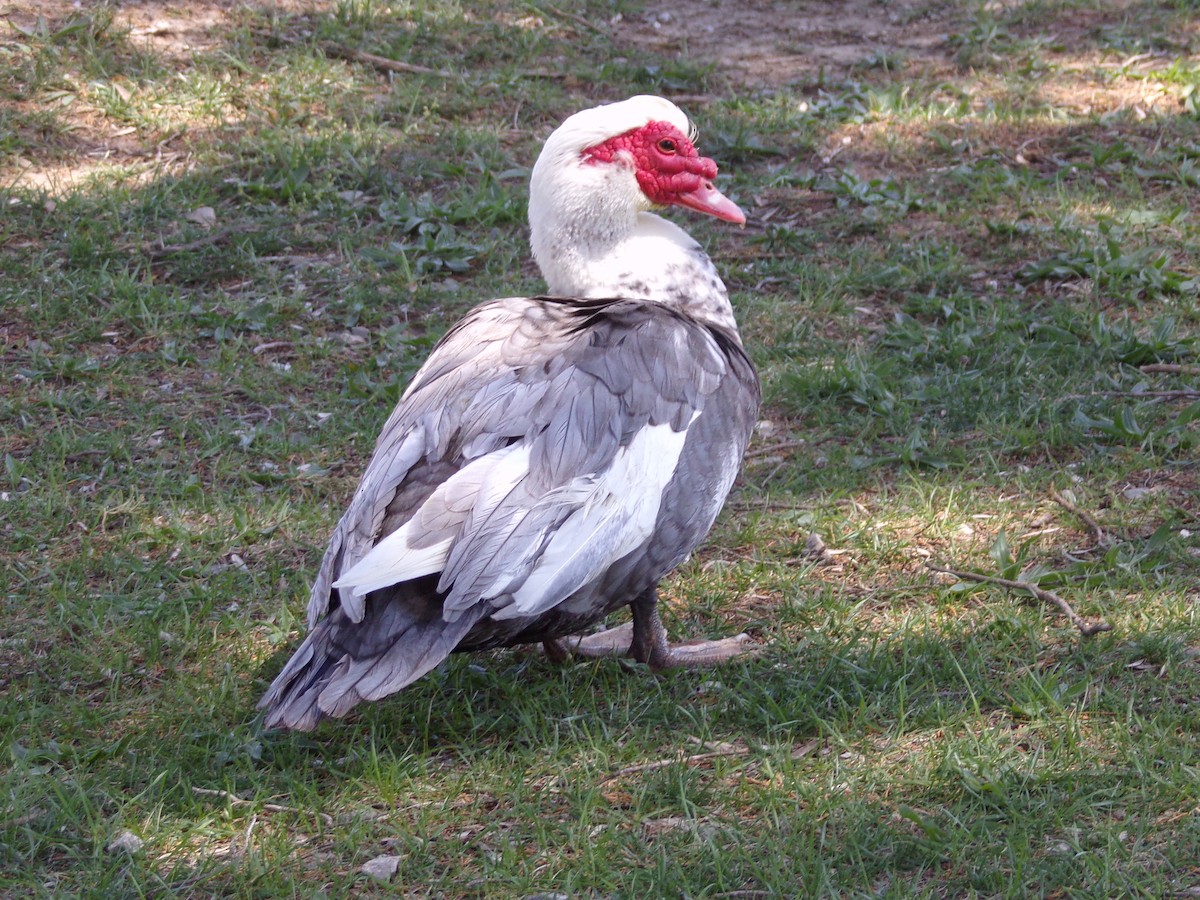 Muscovy Duck (Domestic type) - ML618847149