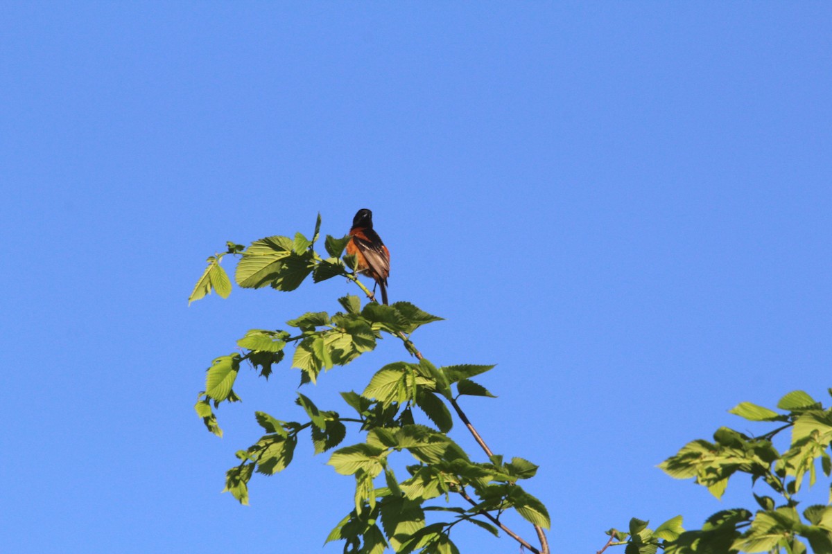 Orchard Oriole - ML618847150