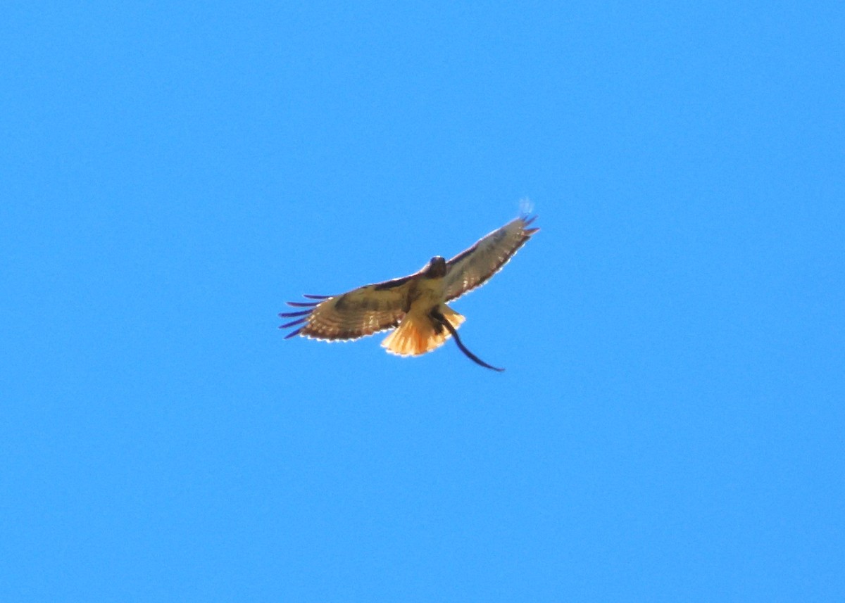 Red-tailed Hawk - ML618847190