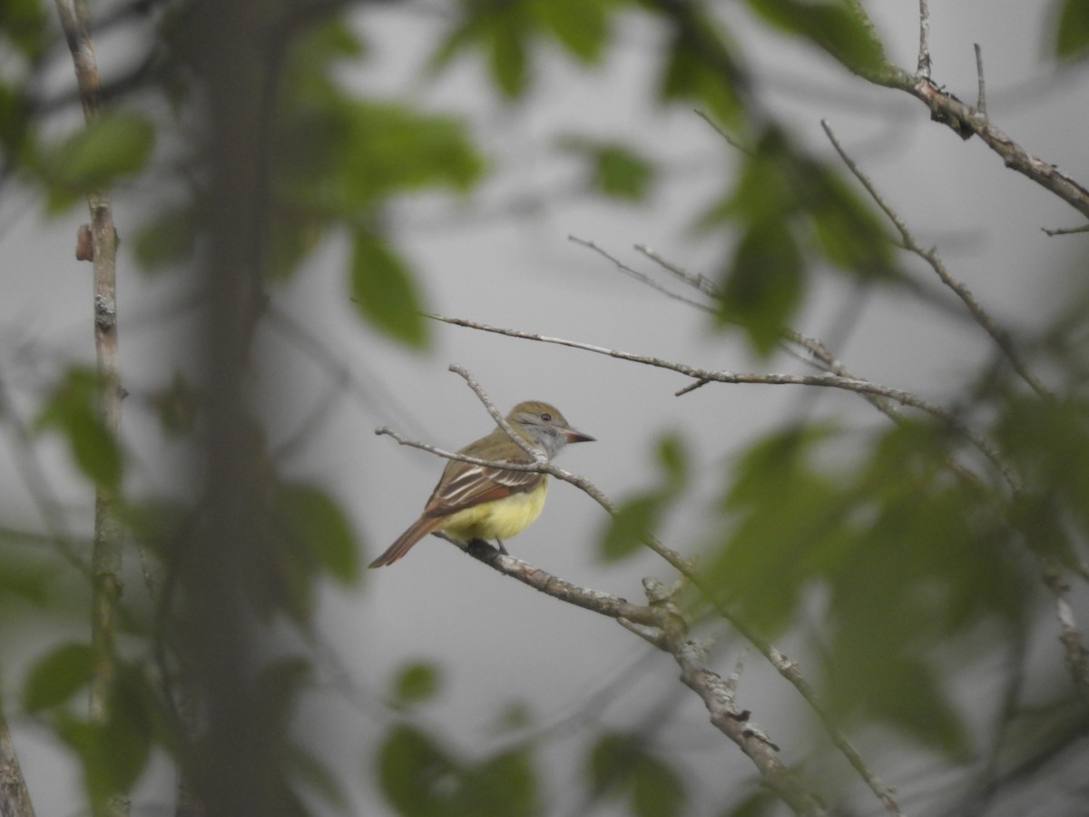 Great Crested Flycatcher - ML618847215