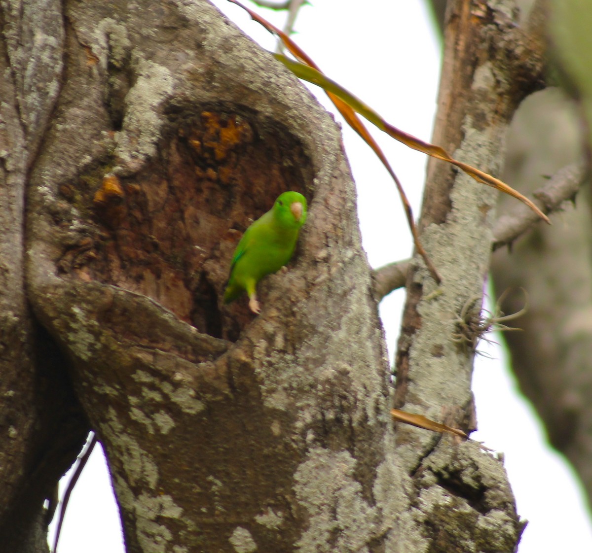 Yeşil Sokumlu Serçe Papağanı - ML618847223