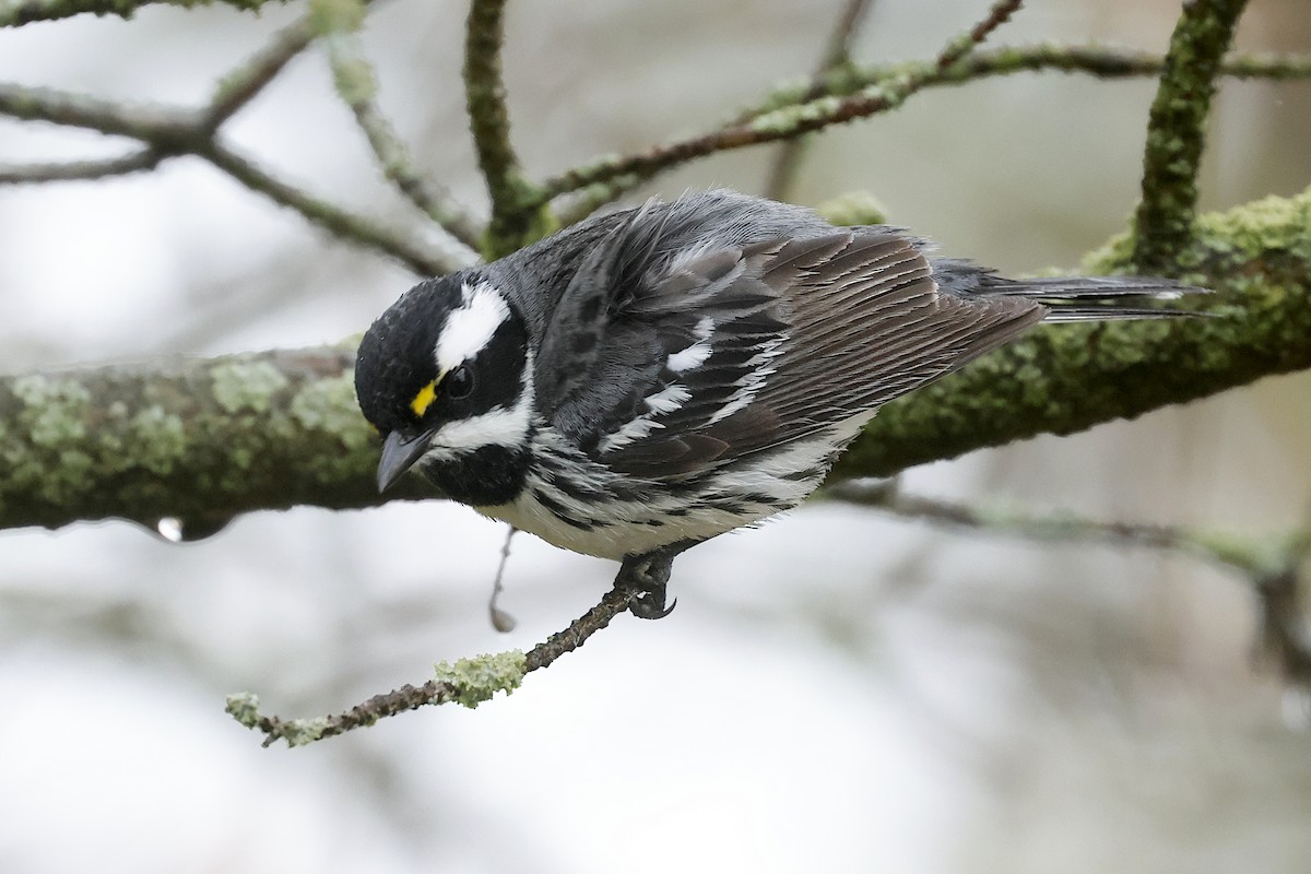 Black-throated Gray Warbler - ML618847227