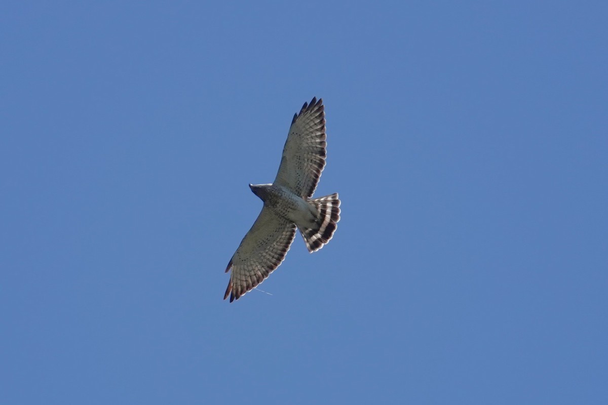 Broad-winged Hawk - ML618847239