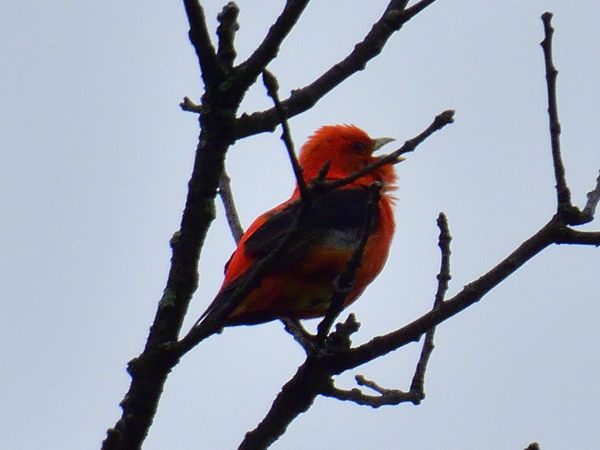 Scarlet Tanager - ML618847263