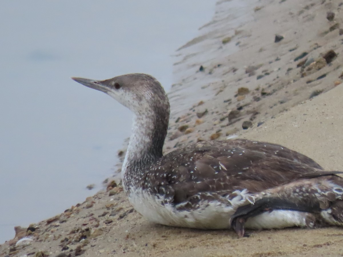 Red-throated Loon - ML618847267