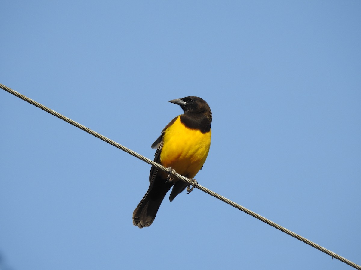 Yellow-rumped Marshbird - Marcelo Schmidt Roberti