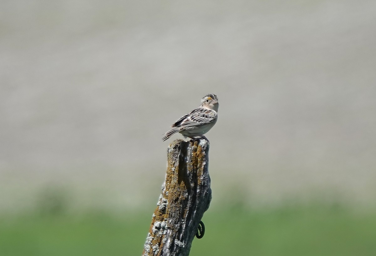 Grasshopper Sparrow - Jamie Moon