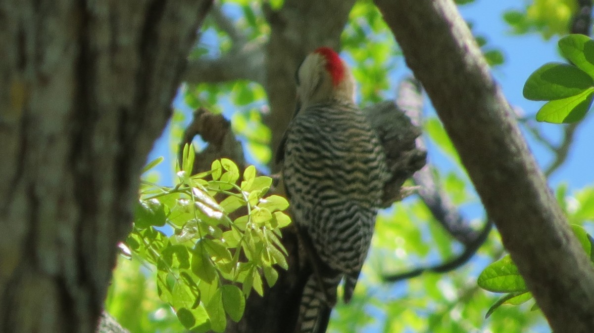 West Indian Woodpecker - ML618847299