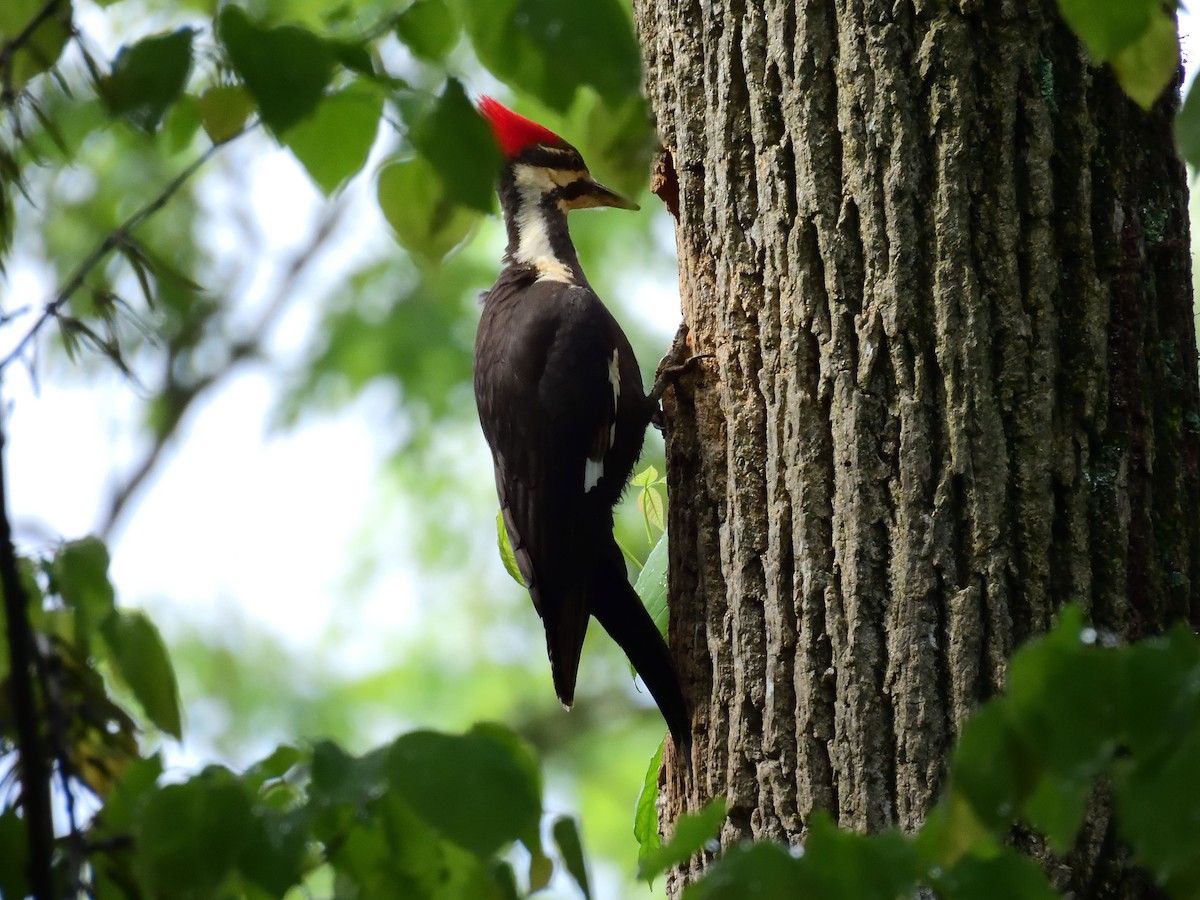 Pileated Woodpecker - ML618847334