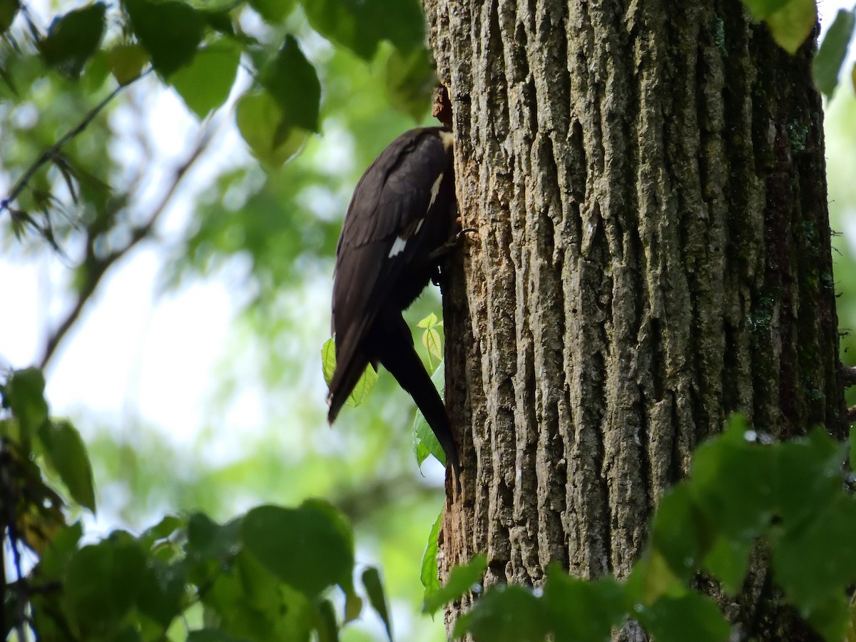 Pileated Woodpecker - ML618847335