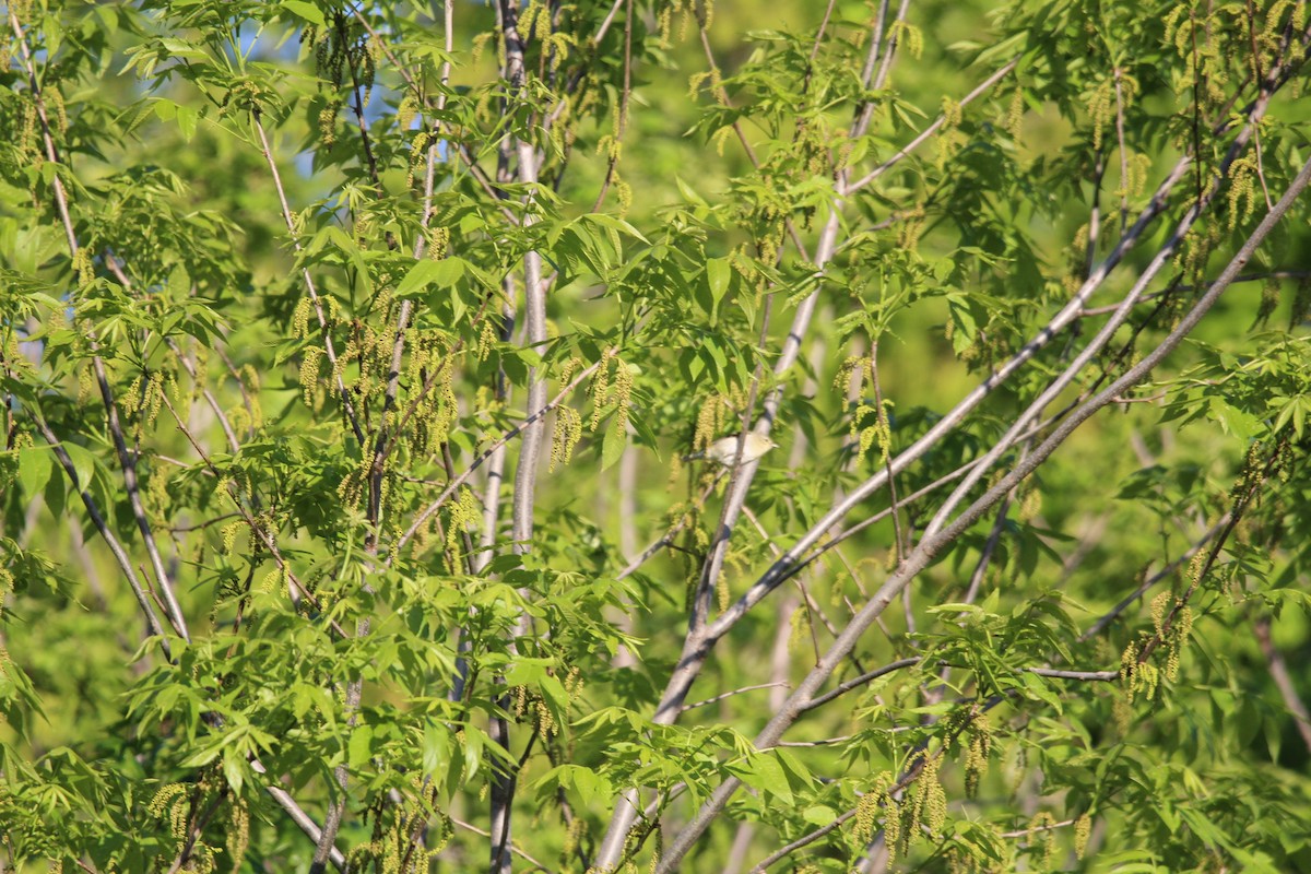 Orange-crowned Warbler - Jim Schneider