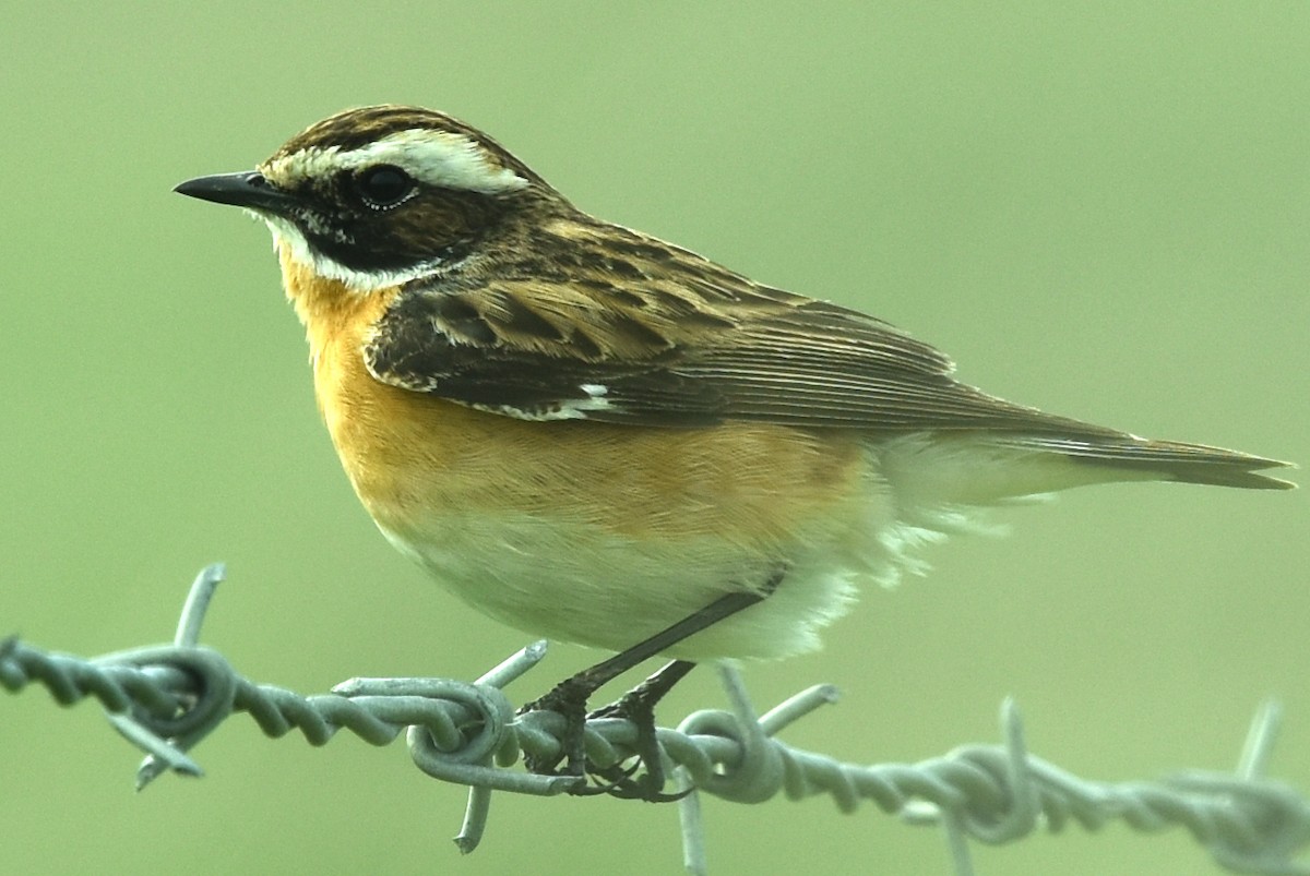 Whinchat - ML618847361