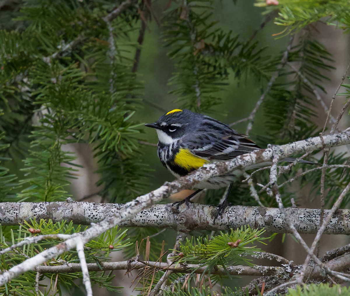 Yellow-rumped Warbler - Michel Proulx