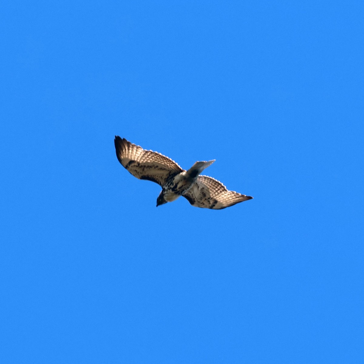 Red-tailed Hawk - ML618847374